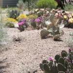 Various Opuntia