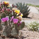 Various Opuntia and Melampodium leucanthum