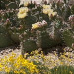 Tetraneuris scaposa and Opuntia