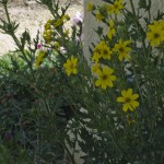 Engelmannia peristenia and Penstemon barbatus (I think)