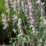 Penstemon palmeri