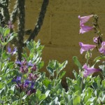 Salvia pachyphylla and Penstemon clutei