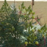 Caesalpinia gilliesii