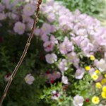 Hesperaloe parviflora bloom stalk in front of Salvia greggii, Tetraneuris acaulis, Oenothera berlandieri and Callirhoe involucrata